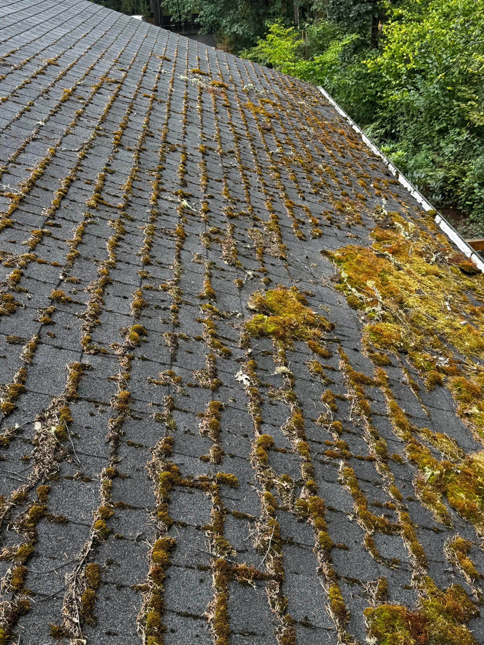 Roof Cleaning